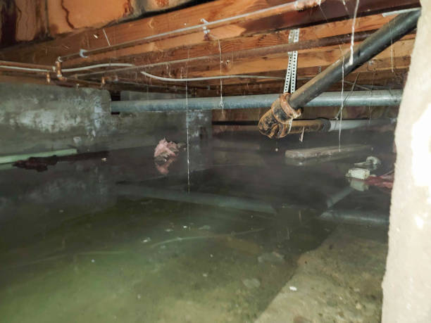 Best Local water damage restoration  in Midway, GA